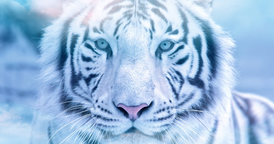 1242x2688 Blue Eyes White Tiger In Fantasy World Iphone XS MAX Wallpaper HD  Animals 4K Wallpapers Images Photos and Background  Wallpapers Den